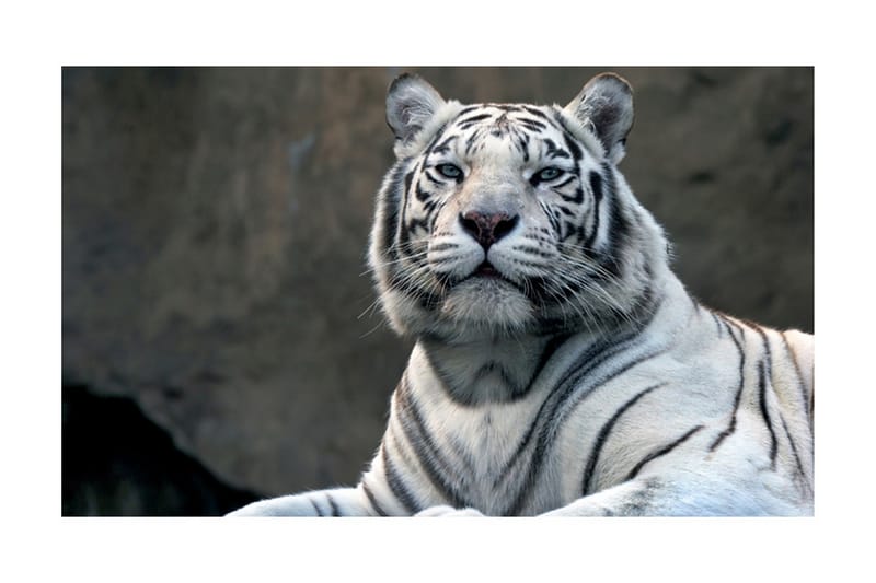 Fototapet Bengali Tiger Zoo 450x270 - Artgeist sp. z o. o. - Inredning - Väggdekor - Tapet & tapettillbehör - Fototapet