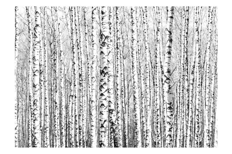 Fototapet Birch Forest 350x245 - Artgeist sp. z o. o. - Inredning - Väggdekor - Tapet & tapettillbehör - Fototapet