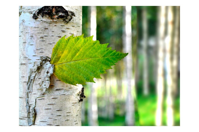 Fototapet Björklöv 200x154, Artgeist sp. z o. o.