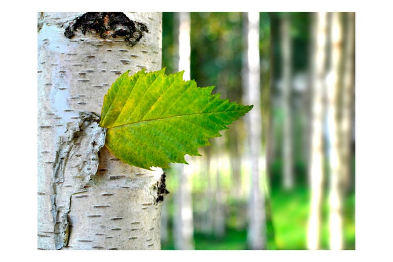 Fototapet Björklöv 350x270, Artgeist sp. z o. o.