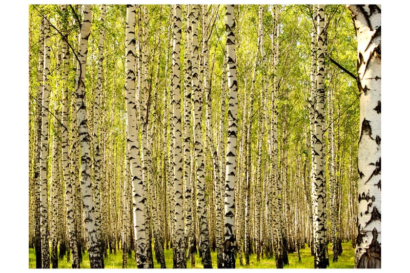 Fototapet Björkskog 350x270 - Artgeist sp. z o. o. - Inredning - Väggdekor - Tapet & tapettillbehör - Fototapet