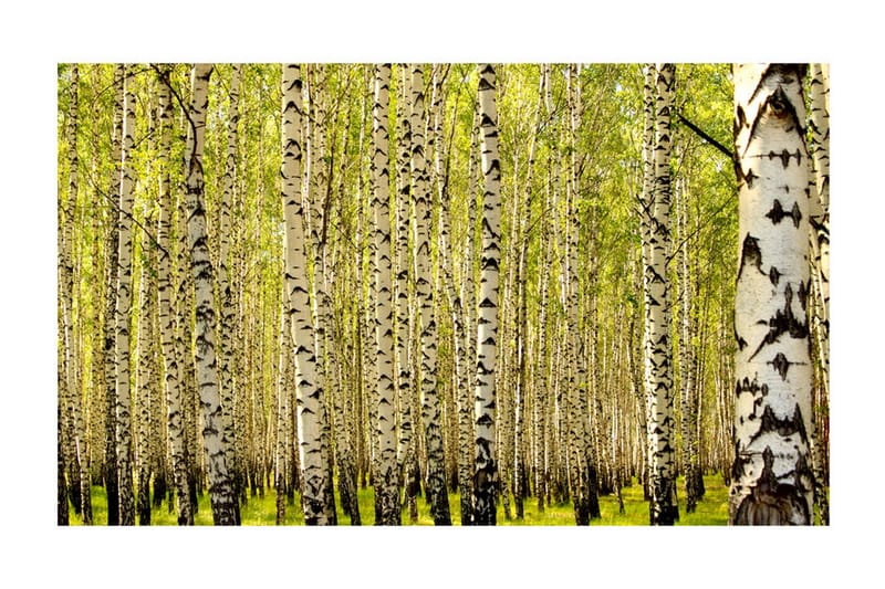 Fototapet Björkskog 450x270 - Artgeist sp. z o. o. - Inredning - Väggdekor - Tapet & tapettillbehör - Fototapet