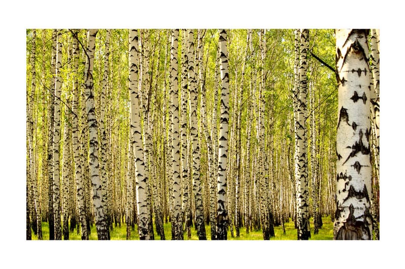 Fototapet Björkskog 450x270 - Artgeist sp. z o. o. - Inredning - Väggdekor - Tapet & tapettillbehör - Fototapet