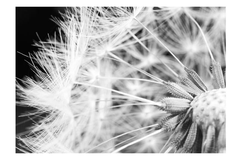 Fototapet Black And White Dandelion 250x175 - Artgeist sp. z o. o. - Inredning - Väggdekor - Tapet & tapettillbehör - Fototapet