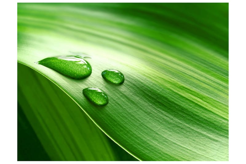 Fototapet Blad Och Tre Droppar Vatten 350x270, Artgeist sp. z o. o.