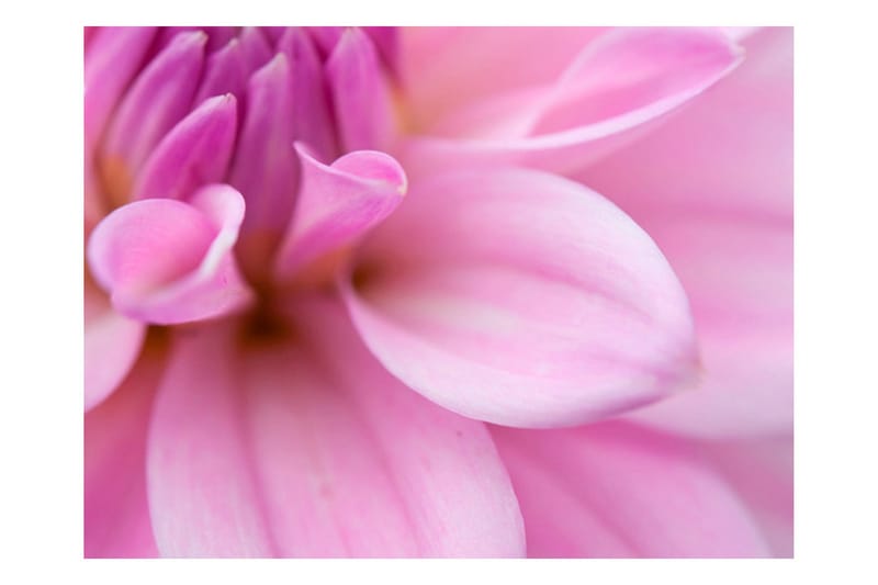 Fototapet Blomblad Dahlia 400x309 - Artgeist sp. z o. o. - Inredning - Väggdekor - Tapet & tapettillbehör - Fototapet