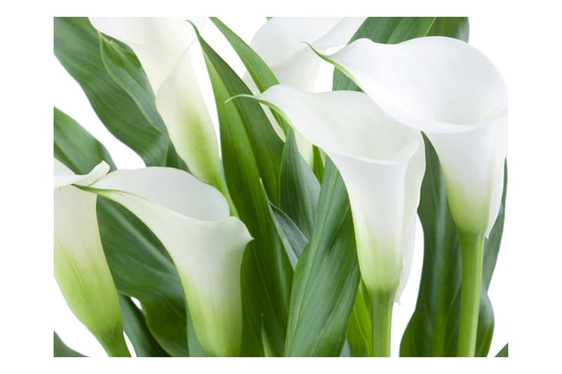 Fototapet Blombukett Kallor 350x270 - Artgeist sp. z o. o. - Inredning - Väggdekor - Tapet & tapettillbehör - Fototapet