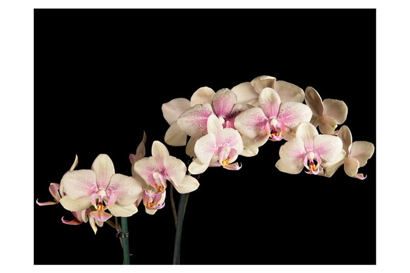 Fototapet Blooming Orchid 200x154 - Artgeist sp. z o. o. - Inredning - Väggdekor - Tapet & tapettillbehör - Fototapet
