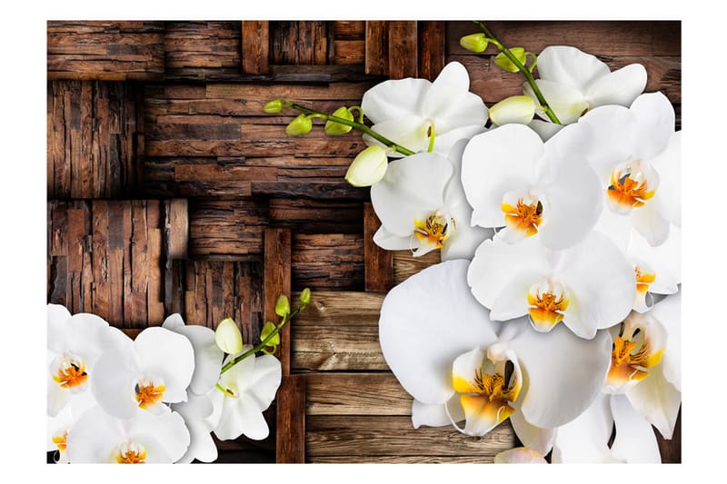 Fototapet Blooming Orchids 350x245 - Artgeist sp. z o. o. - Inredning - Väggdekor - Tapet & tapettillbehör - Fototapet