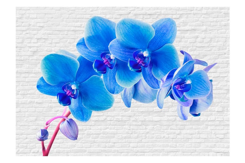 Fototapet Blue Excitation 250x175 - Artgeist sp. z o. o. - Inredning - Väggdekor - Tapet & tapettillbehör - Fototapet