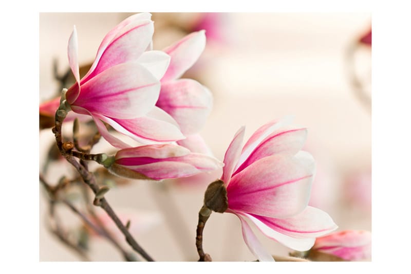 Fototapet Branch Of Magnolia Tree 200x154 - Artgeist sp. z o. o. - Inredning - Väggdekor - Tapet & tapettillbehör - Fototapet