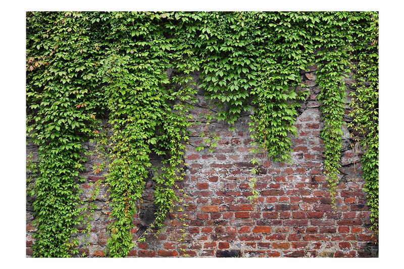 Fototapet Brick And Ivy 300x210 - Artgeist sp. z o. o. - Inredning - Väggdekor - Tapet & tapettillbehör - Fototapet