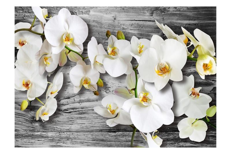 Fototapet Callous Orchids III 250x175 - Artgeist sp. z o. o. - Inredning - Väggdekor - Tapet & tapettillbehör - Fototapet