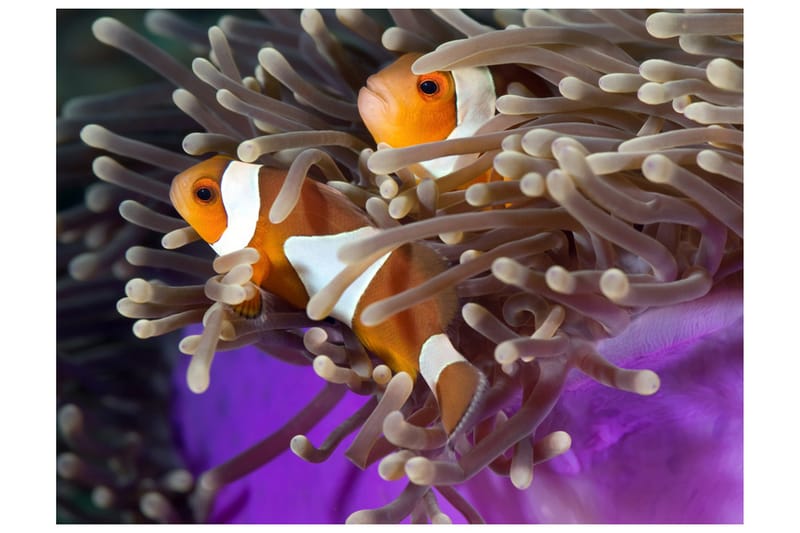 Fototapet Clownfish 250x193, Artgeist sp. z o. o.