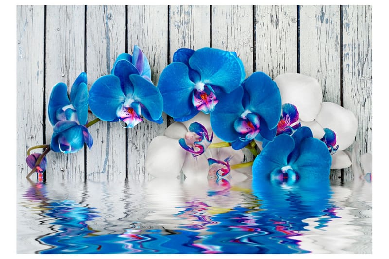 Fototapet Cobaltic Orchid 300x210 - Artgeist sp. z o. o. - Inredning - Väggdekor - Tapet & tapettillbehör - Fototapet