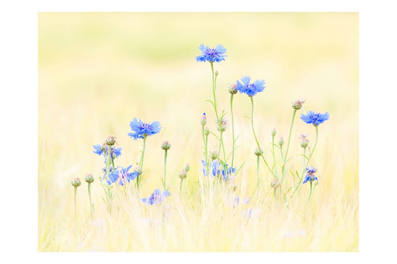 Fototapet Cornflowers 250x193 - Artgeist sp. z o. o. - Fototapet