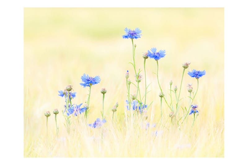 Fototapet Cornflowers 350x270 - Artgeist sp. z o. o. - Inredning - Väggdekor - Tapet & tapettillbehör - Fototapet