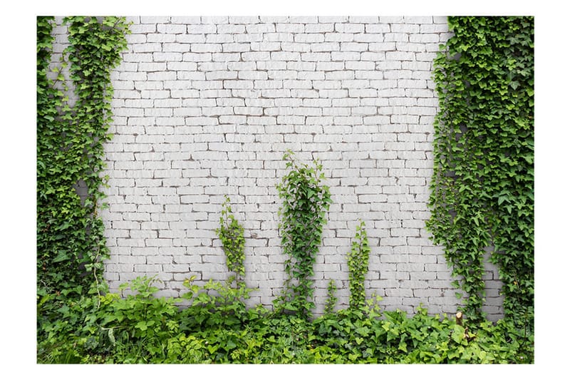 Fototapet Creeping Ivy 350x245 - Artgeist sp. z o. o. - Inredning - Väggdekor - Tapet & tapettillbehör - Fototapet
