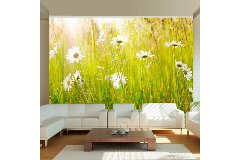 Fototapet Daisy Field 200x154 - Artgeist sp. z o. o. - Inredning - Väggdekor - Tapet & tapettillbehör - Fototapet