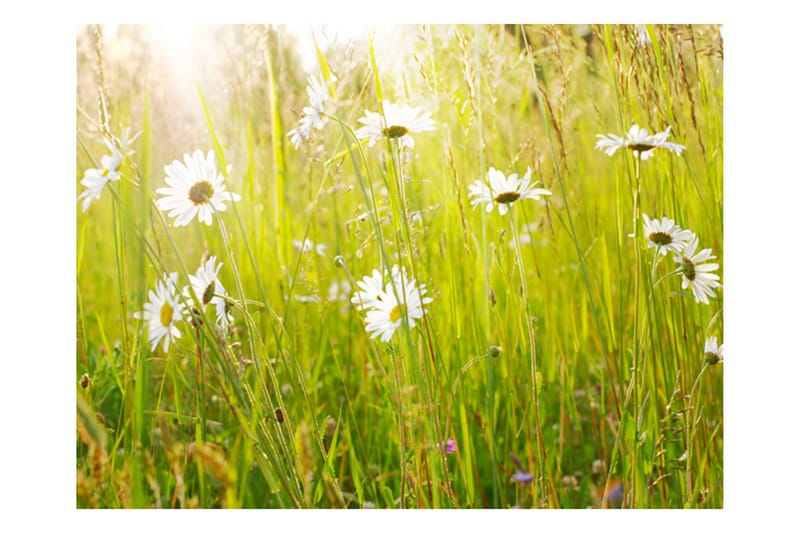 Fototapet Daisy Field 300x231 - Artgeist sp. z o. o. - Inredning - Väggdekor - Tapet & tapettillbehör - Fototapet