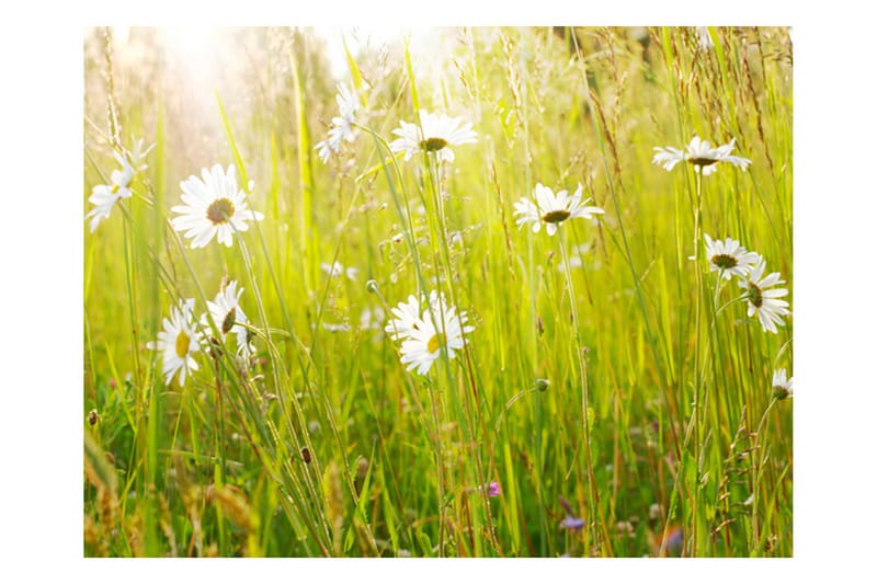 Fototapet Daisy Field 350x270, Artgeist sp. z o. o.