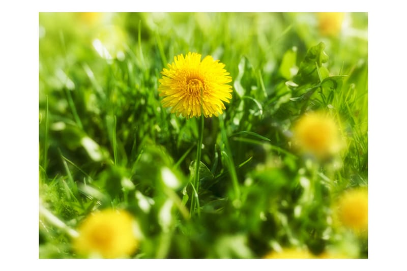 Fototapet Dandelion Blommor 300x231 - Artgeist sp. z o. o. - Inredning - Väggdekor - Tapet & tapettillbehör - Fototapet