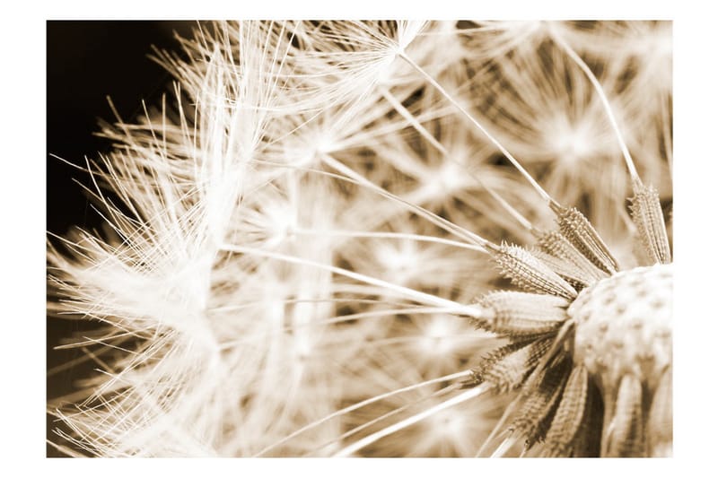 Fototapet Dandelion Sepia 150x105 - Artgeist sp. z o. o. - Inredning - Väggdekor - Tapet & tapettillbehör - Fototapet
