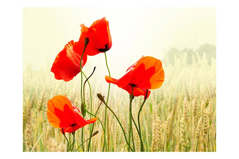 Fototapet Det Fina Med Vilda Vallmo 250x193, Artgeist sp. z o. o.