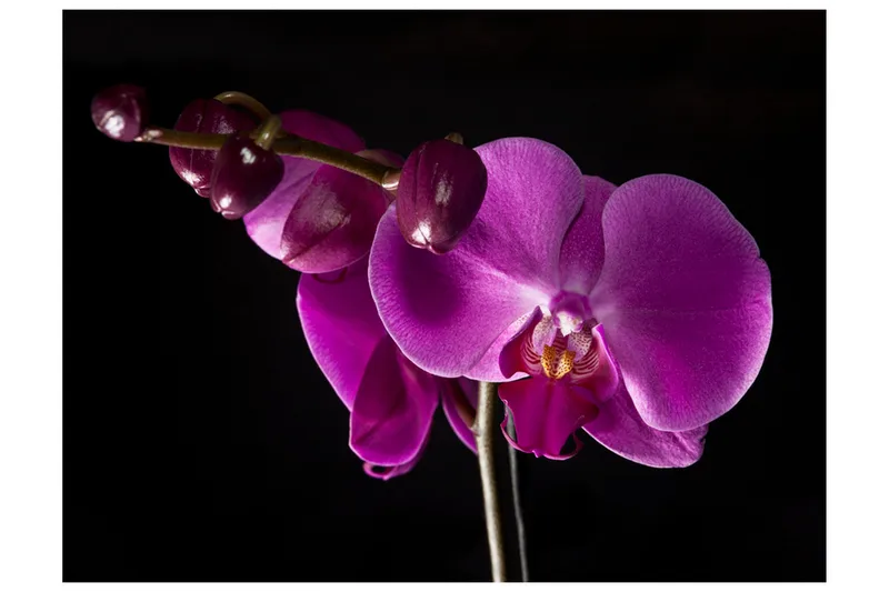 Fototapet Elegant Orchids 250x193 - Artgeist sp. z o. o. - Inredning - Väggdekor - Tapet & tapettillbehör - Fototapet