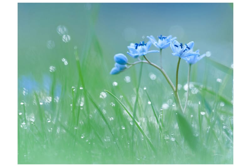 Fototapet En Äng I Gryningen 200x154, Artgeist sp. z o. o.