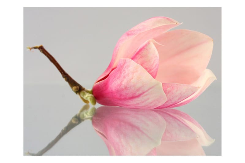 Fototapet En Ensam Magnolia Blomma 200x154 - Artgeist sp. z o. o. - Inredning - Väggdekor - Tapet & tapettillbehör - Fototapet