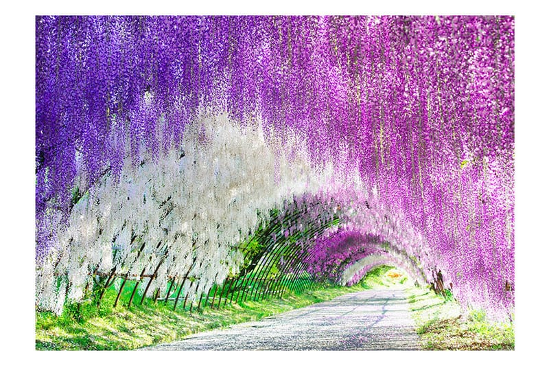 Fototapet Enchanted Garden 150x105 - Artgeist sp. z o. o. - Inredning - Väggdekor - Tapet & tapettillbehör - Fototapet