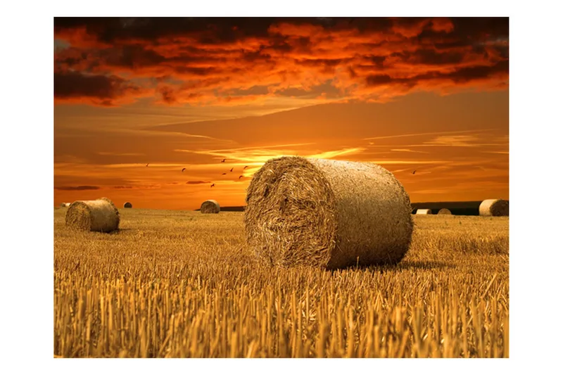 Fototapet Fält Av Guld 350x270, Artgeist sp. z o. o.