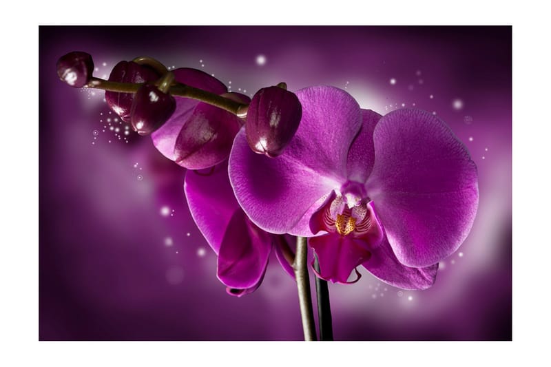 Fototapet Fairy Tale And Orchid 450x270 - Artgeist sp. z o. o. - Inredning - Väggdekor - Tapet & tapettillbehör - Fototapet