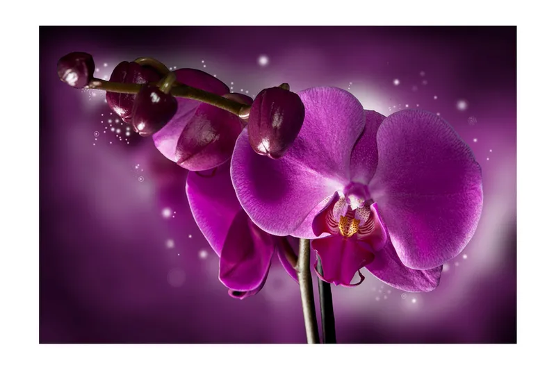 Fototapet Fairy Tale And Orchid 450x270 - Artgeist sp. z o. o. - Inredning - Väggdekor - Tapet & tapettillbehör - Fototapet