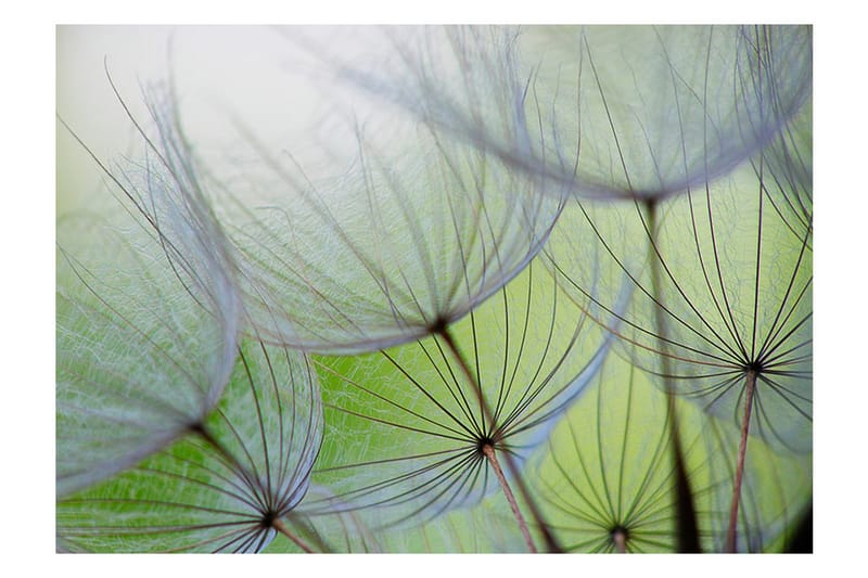 Fototapet Fleeting Moments 300x210 - Artgeist sp. z o. o. - Inredning - Väggdekor - Tapet & tapettillbehör - Fototapet