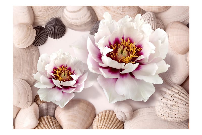 Fototapet Flowers And Shells 250x175 - Artgeist sp. z o. o. - Inredning - Väggdekor - Tapet & tapettillbehör - Fototapet
