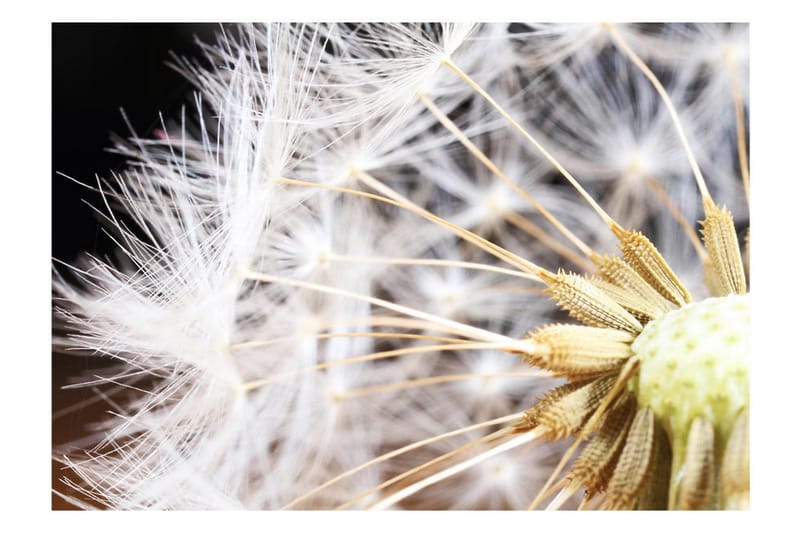 Fototapet Fluffy Dandelion 300x210 - Artgeist sp. z o. o. - Inredning - Väggdekor - Tapet & tapettillbehör - Fototapet