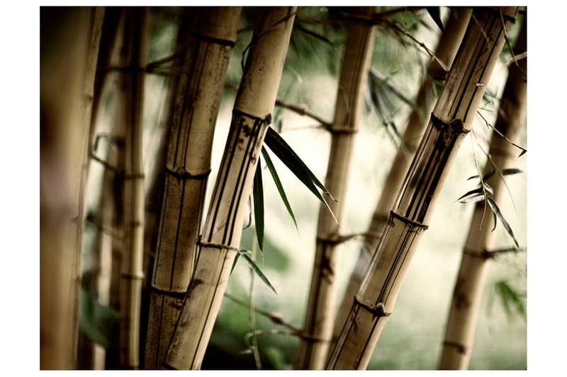 Fototapet Fog And Bamboo Forest 250x193 - Artgeist sp. z o. o. - Fototapet