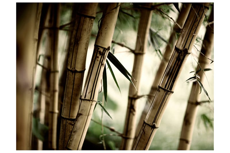 Fototapet Fog And Bamboo Forest 300x231, Artgeist sp. z o. o.