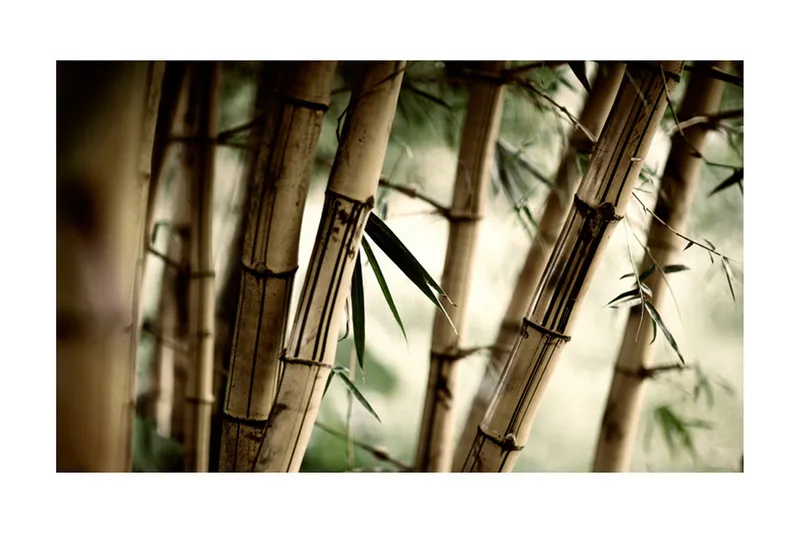 Fototapet Fog And Bamboo Forest 450x270 - Artgeist sp. z o. o. - Inredning - Väggdekor - Tapet & tapettillbehör - Fototapet