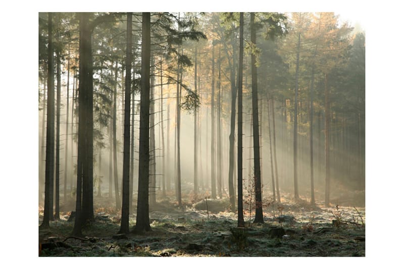 Fototapet Foggy November Morning 200x154 - Artgeist sp. z o. o. - Inredning - Väggdekor - Tapet & tapettillbehör - Fototapet