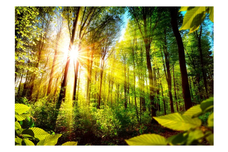 Fototapet Forest Hideout 250x175 - Artgeist sp. z o. o. - Inredning - Väggdekor - Tapet & tapettillbehör - Fototapet