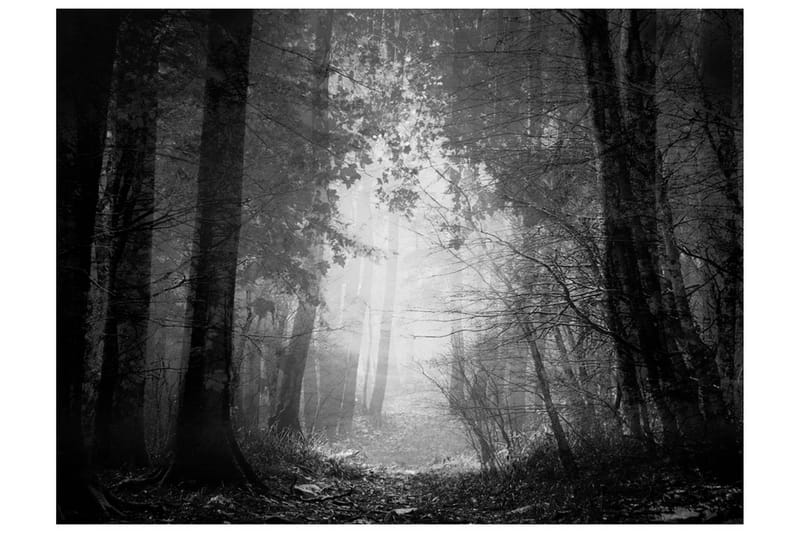 Fototapet Forest Of Shadows 250x193 - Artgeist sp. z o. o. - Inredning - Väggdekor - Tapet & tapettillbehör - Fototapet