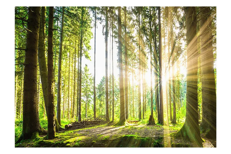 Fototapet Forest Tales 200x140 - Artgeist sp. z o. o. - Inredning - Väggdekor - Tapet & tapettillbehör - Fototapet