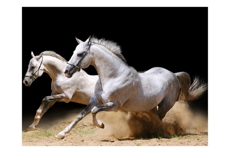 Fototapet Galopperande Hästar På Sanden 350x270 - Artgeist sp. z o. o. - Inredning - Väggdekor - Tapet & tapettillbehör - Fototapet