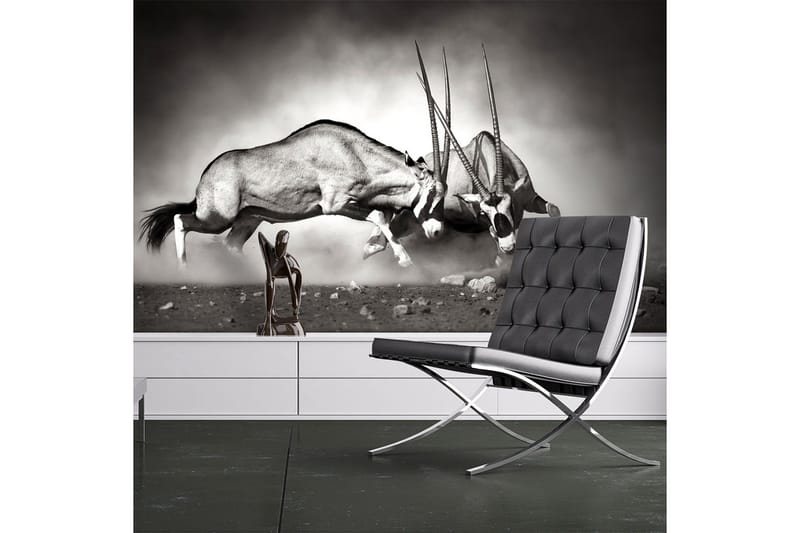 Fototapet Gemsbock Kamp 250x193, Artgeist sp. z o. o.