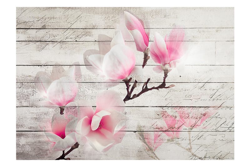 Fototapet Gentleness Of The Magnolia 150x105 - Artgeist sp. z o. o. - Inredning - Väggdekor - Tapet & tapettillbehör - Fototapet