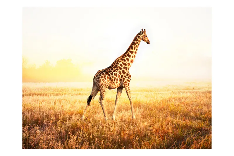 Fototapet Giraff Gå 300x231 - Artgeist sp. z o. o. - Inredning - Väggdekor - Tapet & tapettillbehör - Fototapet