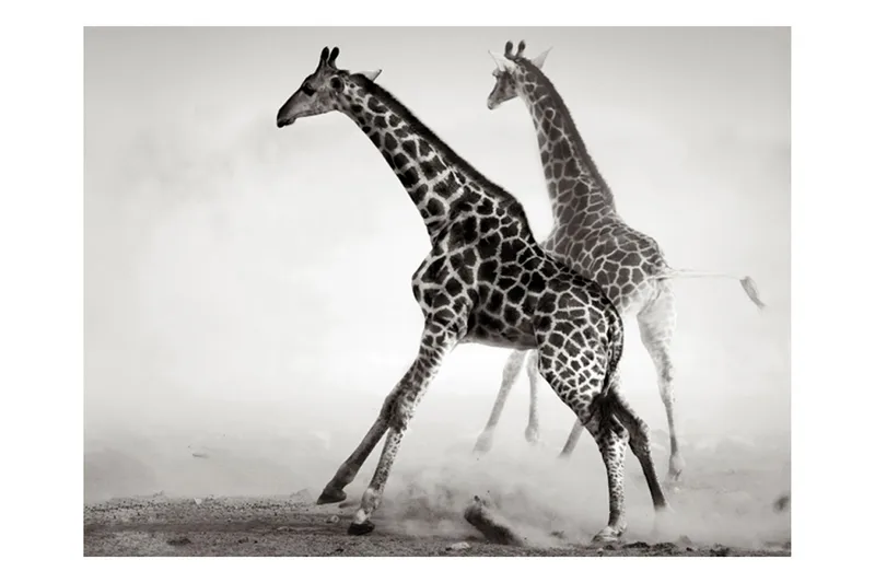 Fototapet Giraffer 200x154 - Artgeist sp. z o. o. - Inredning - Väggdekor - Tapet & tapettillbehör - Fototapet